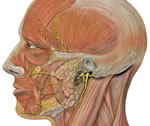 head-facial-nerve-branches